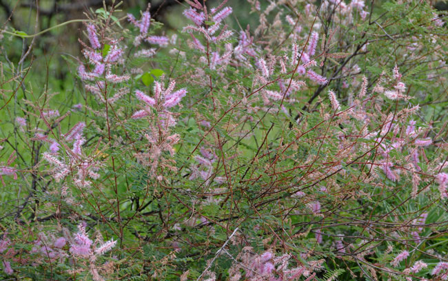 Mimosa dysocarpa, Velvetpod Mimosa, Southwest Desert Flora Mimosa dysocarpa, Velvetpod Mimosa, Southwest Desert Flora